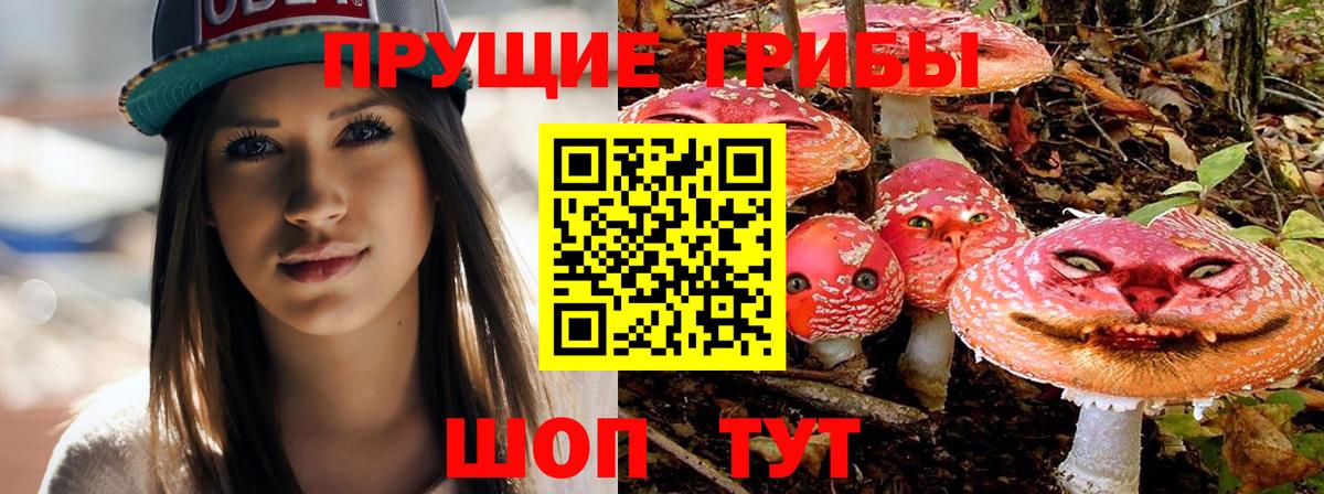 Галлюциногенные грибы Psilocybe Тихорецк